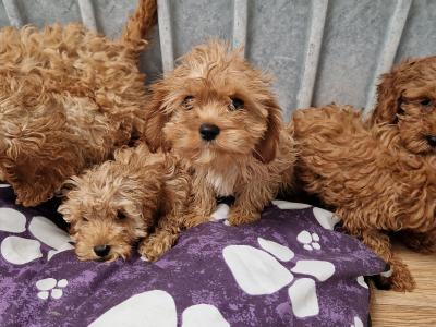 6 beautiful Cavapoo puppies 🐶 for sale in Wexford