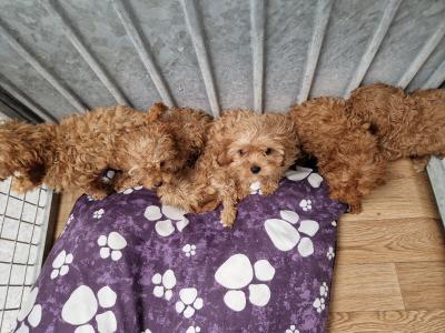 6 beautiful Cavapoo puppies 🐶 for sale in Wexford