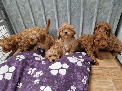 6 beautiful Cavapoo puppies 🐶 for sale in Wexford