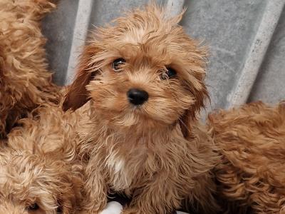 6 beautiful Cavapoo puppies 🐶 for sale in Wexford