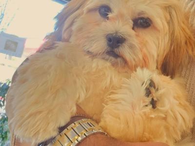 Lovely male Shih Tzu 14 months old in Dublin