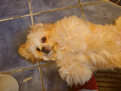 Lovely male Shih Tzu 14 months old in Dublin