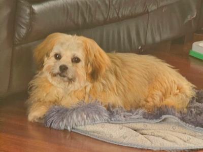 Lovely male Shih Tzu 14 months old in Dublin