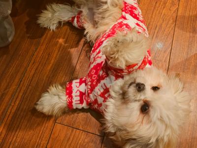 Lovely male Shih Tzu 14 months old in Dublin