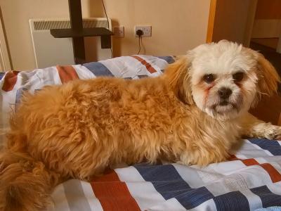 Lovely male Shih Tzu 14 months old in Dublin