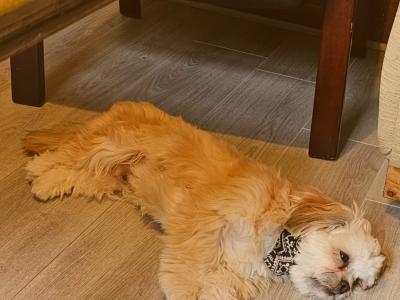 Lovely male Shih Tzu 14 months old in Dublin