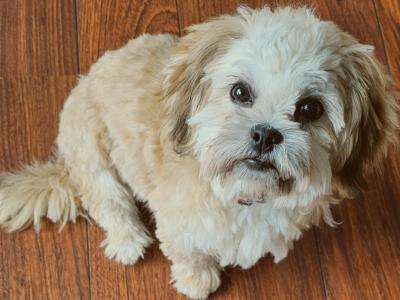 Lovely male Shih Tzu 14 months old in Dublin