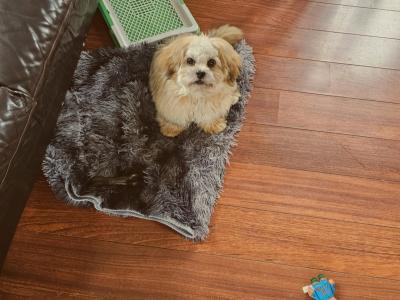 Lovely male Shih Tzu 14 months old in Dublin
