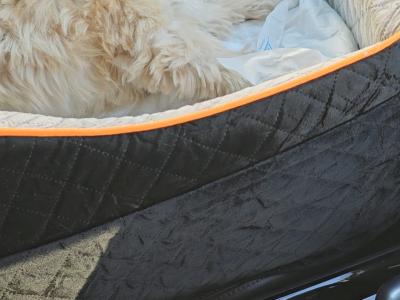 Lovely male Shih Tzu 14 months old in Dublin