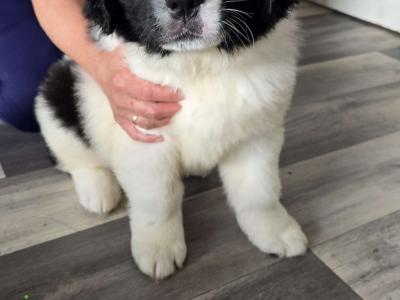 Newfoundland mix puppies in Wicklow Town