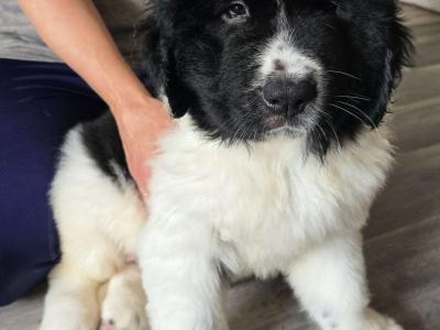 Newfoundland mix puppies in Wicklow Town