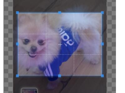 IKC Registered Miniature Pomeranian