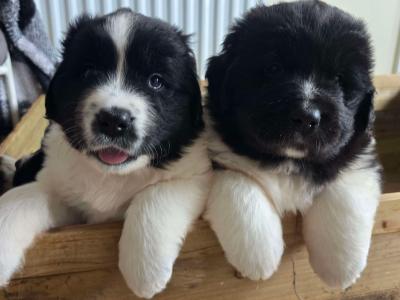 Newfoundland mix puppies in Wicklow Town