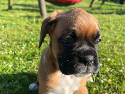 IKC Registered (PENDING) Boxer puppies in Cork