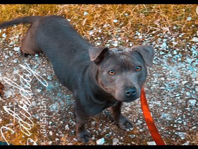 IKC Registered (pending) Blue Staffordshire Bull Terrier puppies in Cork