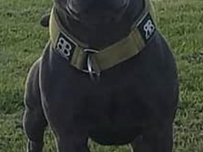 IKC Registered (pending) Blue Staffordshire Bull Terrier puppies in Cork