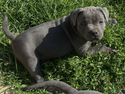 IKC Registered (pending) Blue Staffordshire Bull Terrier puppies in Cork
