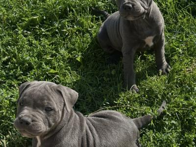 IKC Registered (pending) Blue Staffordshire Bull Terrier puppies in Cork