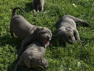 IKC Registered (pending) Blue Staffordshire Bull Terrier puppies in Cork