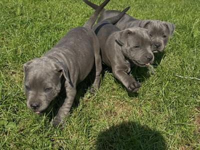 IKC Registered (pending) Blue Staffordshire Bull Terrier puppies in Cork