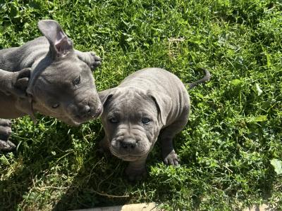 IKC Registered (pending) Blue Staffordshire Bull Terrier puppies in Cork