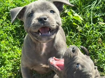 IKC Registered (pending) Blue Staffordshire Bull Terrier puppies in Cork