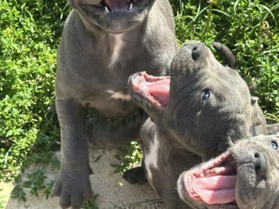 IKC Registered (pending) Blue Staffordshire Bull Terrier puppies in Cork