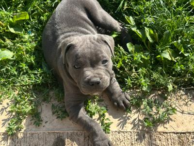 IKC Registered (pending) Blue Staffordshire Bull Terrier puppies in Cork