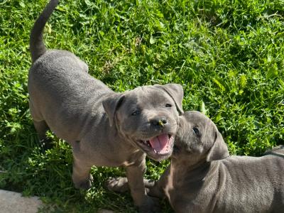 IKC Registered (pending) Blue Staffordshire Bull Terrier puppies in Cork