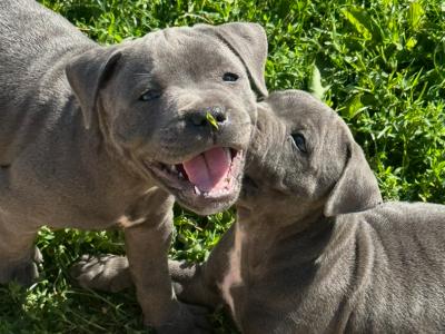 IKC Registered (pending) Blue Staffordshire Bull Terrier puppies in Cork