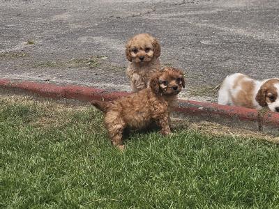 Cavapoo puppies in Limerick