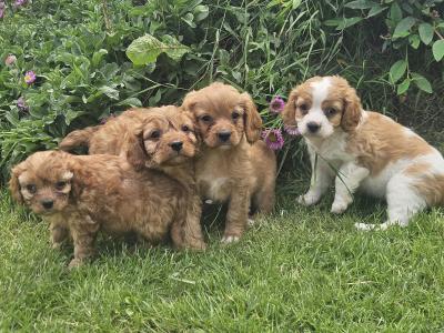 Cavapoo puppies in Limerick