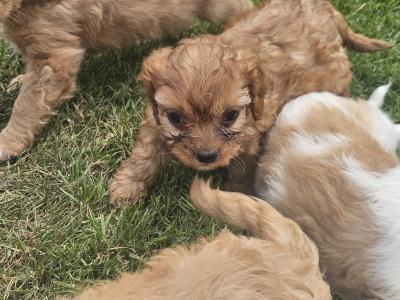 Cavapoo puppies in Limerick