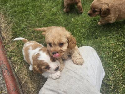 Cavapoo puppies in Limerick