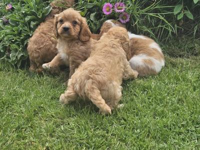 Cavapoo puppies in Limerick
