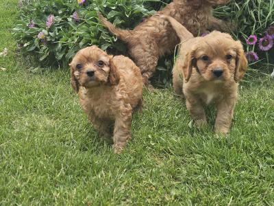 Cavapoo puppies in Limerick