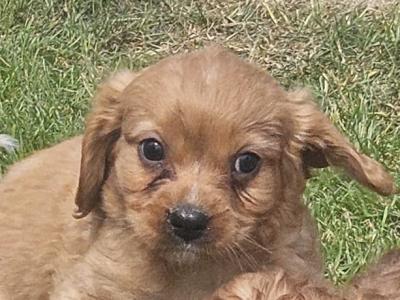 Cavapoo puppies in Limerick