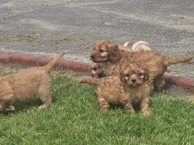 Cavapoo puppies in Limerick