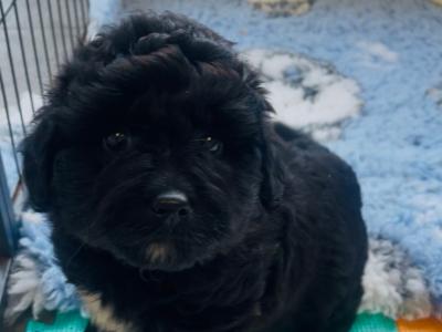 Miniature Aussie Doodle female puppy in Down