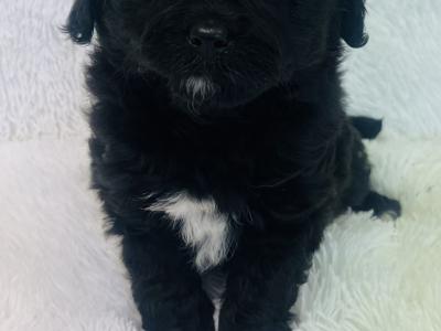 Miniature Aussie Doodle female puppy in Down