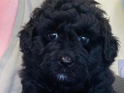Miniature Aussie Doodle female puppy in Down