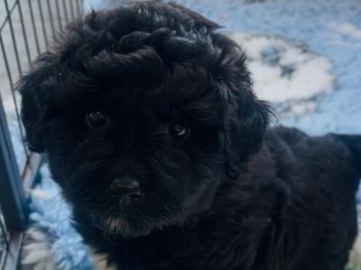 Miniature Aussie Doodle female puppy in Down
