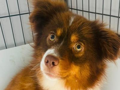 Miniature Aussie Doodle female puppy in Down