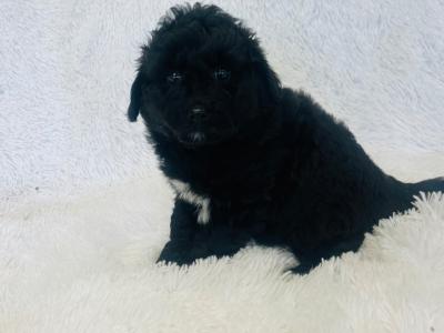 Miniature Aussie Doodle female puppy in Down