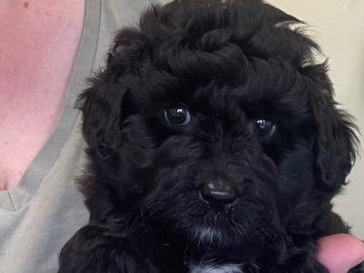 Miniature Aussie Doodle female puppy in Down