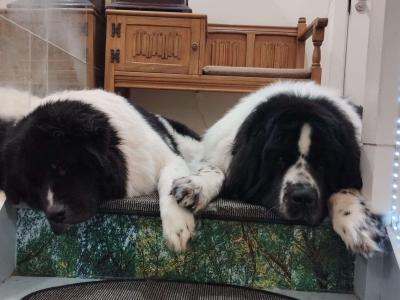 Newfoundland mix puppies in Wicklow Town