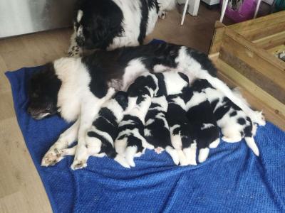 Newfoundland mix puppies in Wicklow Town