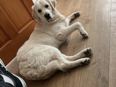 IKC Registered White Retriever for stud
