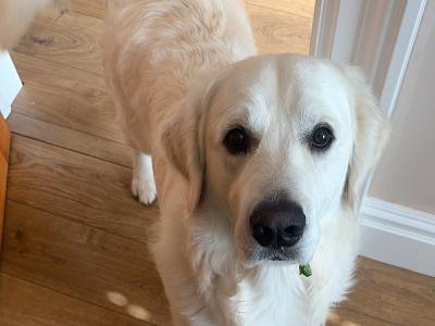 IKC Registered White Retriever for stud