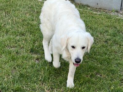 IKC Registered White Retriever for stud